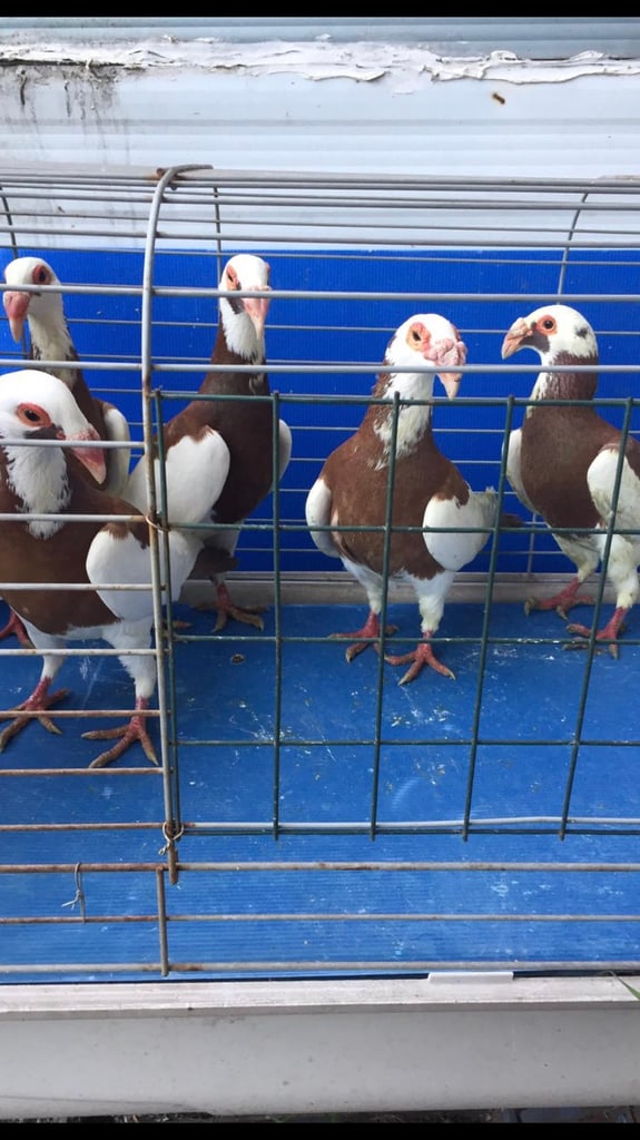 Pigeons for sale in London 