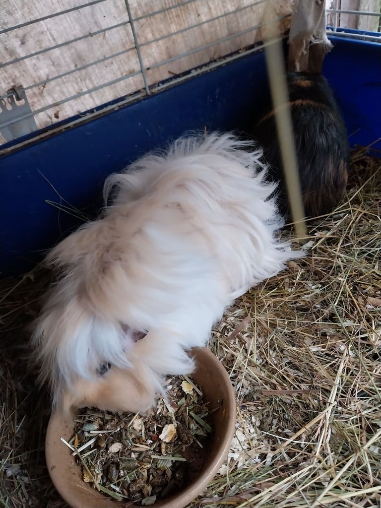 Guinea pig for sale