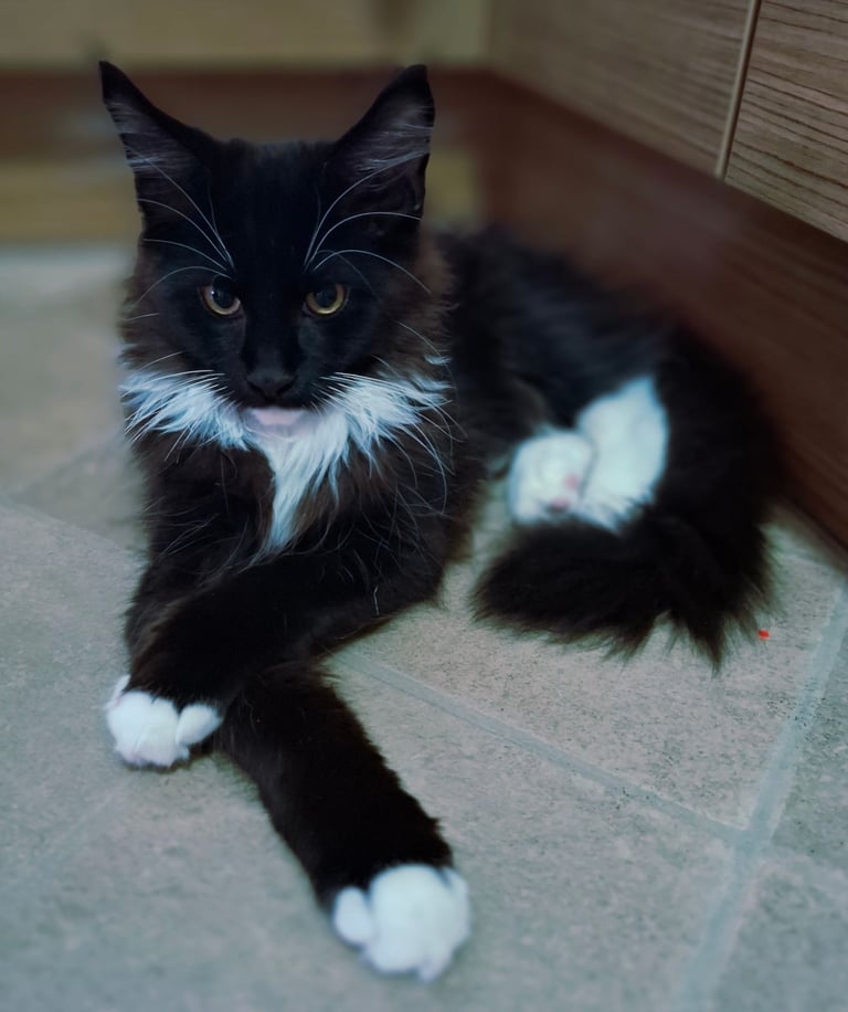 Affectionate Maine Coon Kitten Boy – Ready for His Forever Home