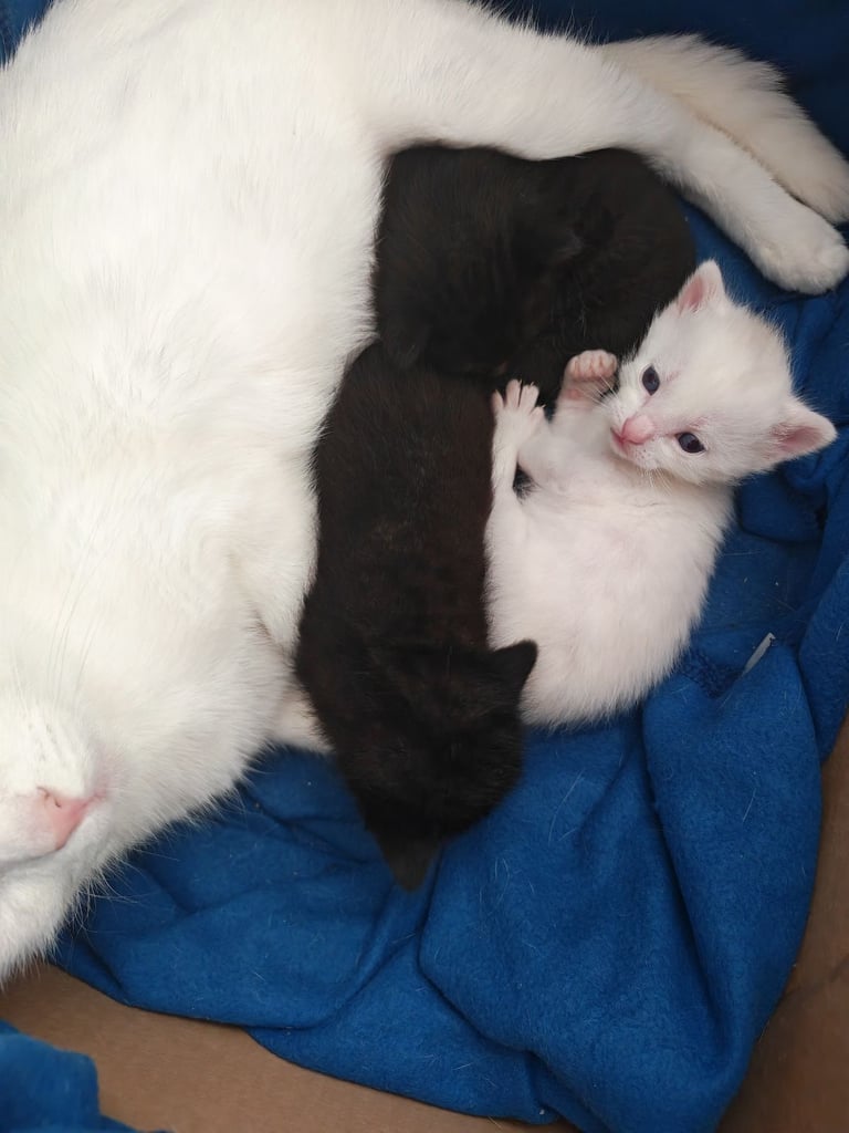 Black and white kittens for sale