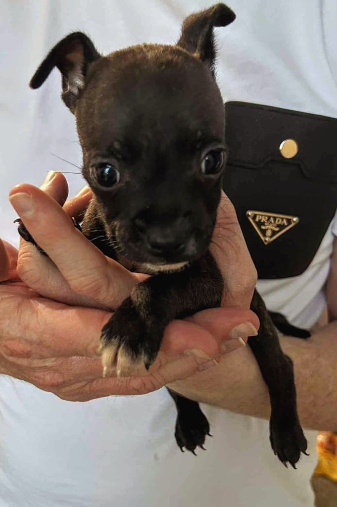 French Bulldog x Staffy - Puppies ( Price Reduced 4 LEFT )