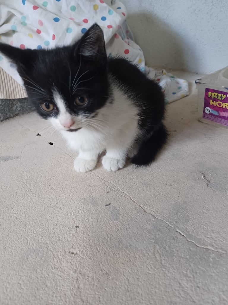 Small kitten 