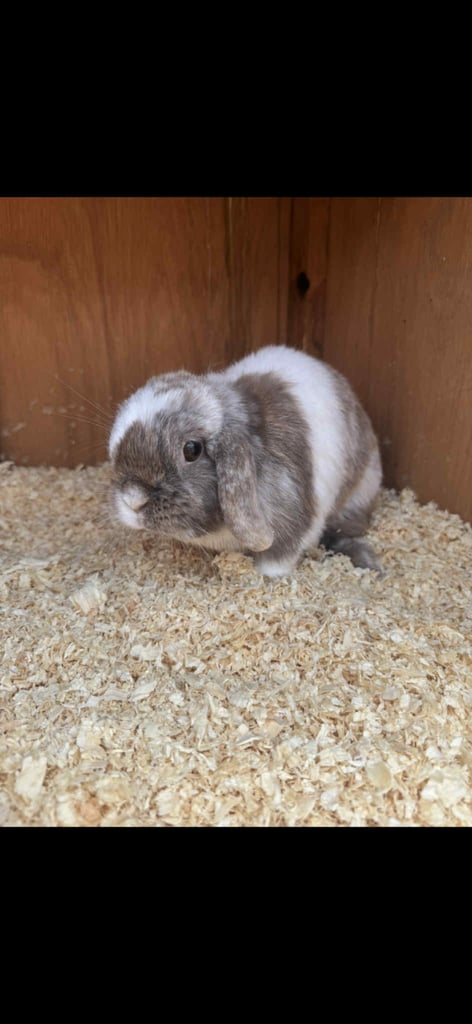 image for 2 beautiful mini lop rabbits