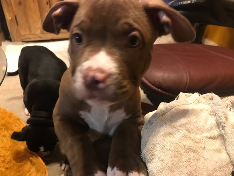 Puppy for sale (Boy) French cross American Bulldog 