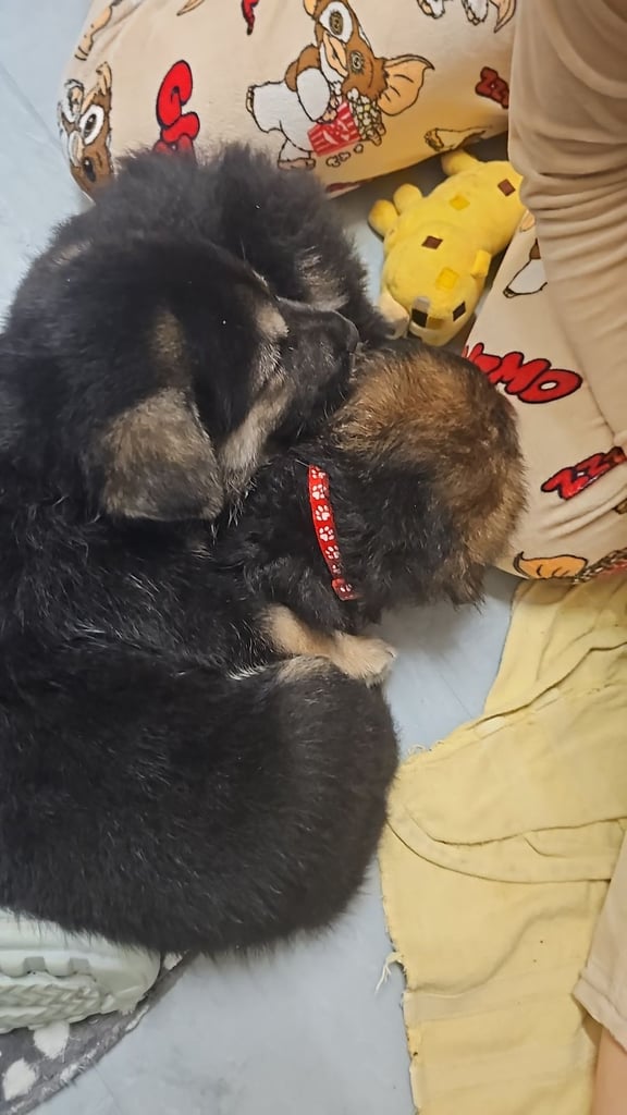 German Shepherds Boy