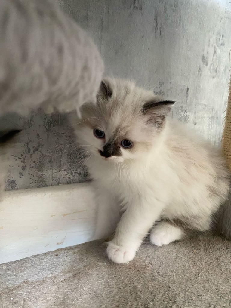 5 gorgeous ragdoll kittens 