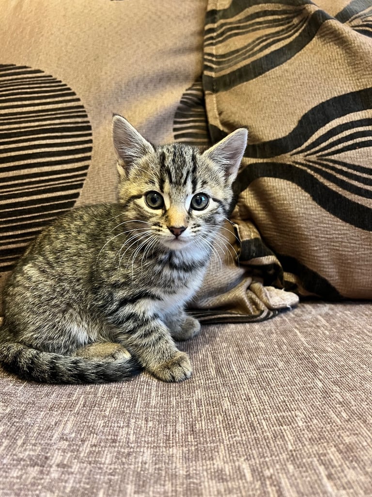  cute kittens