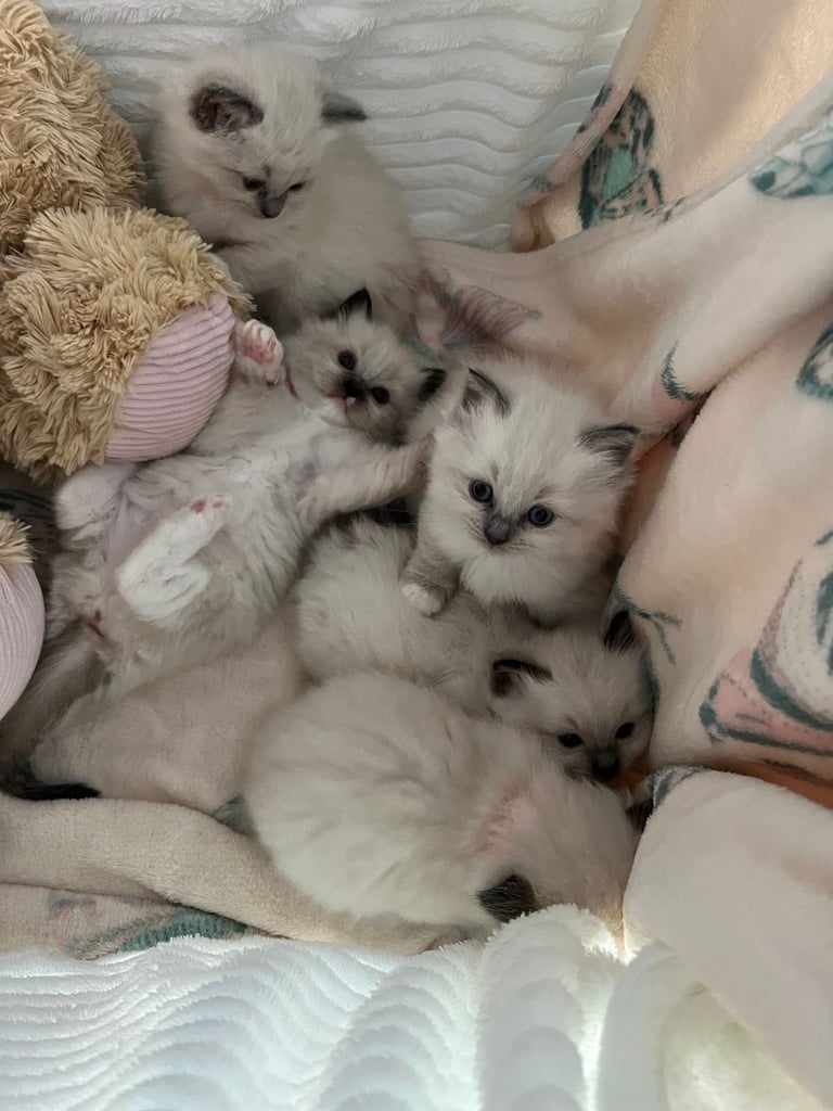 Ready Beautiful Ragdoll Kittens Blue Mitted and Chocolate Mitted