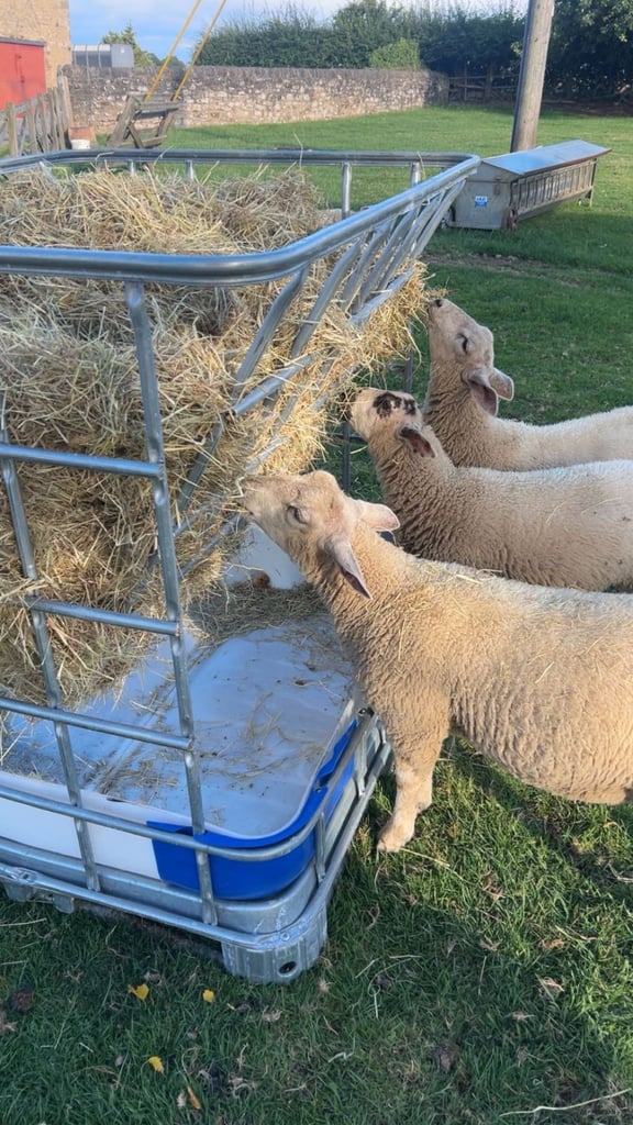 Hay Feeder