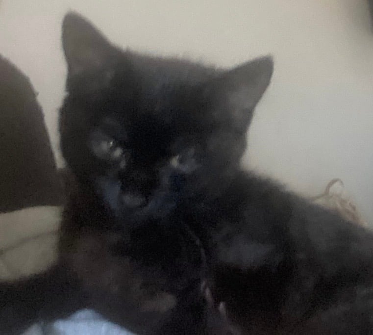 image for  8 Week Old Female Kitten 