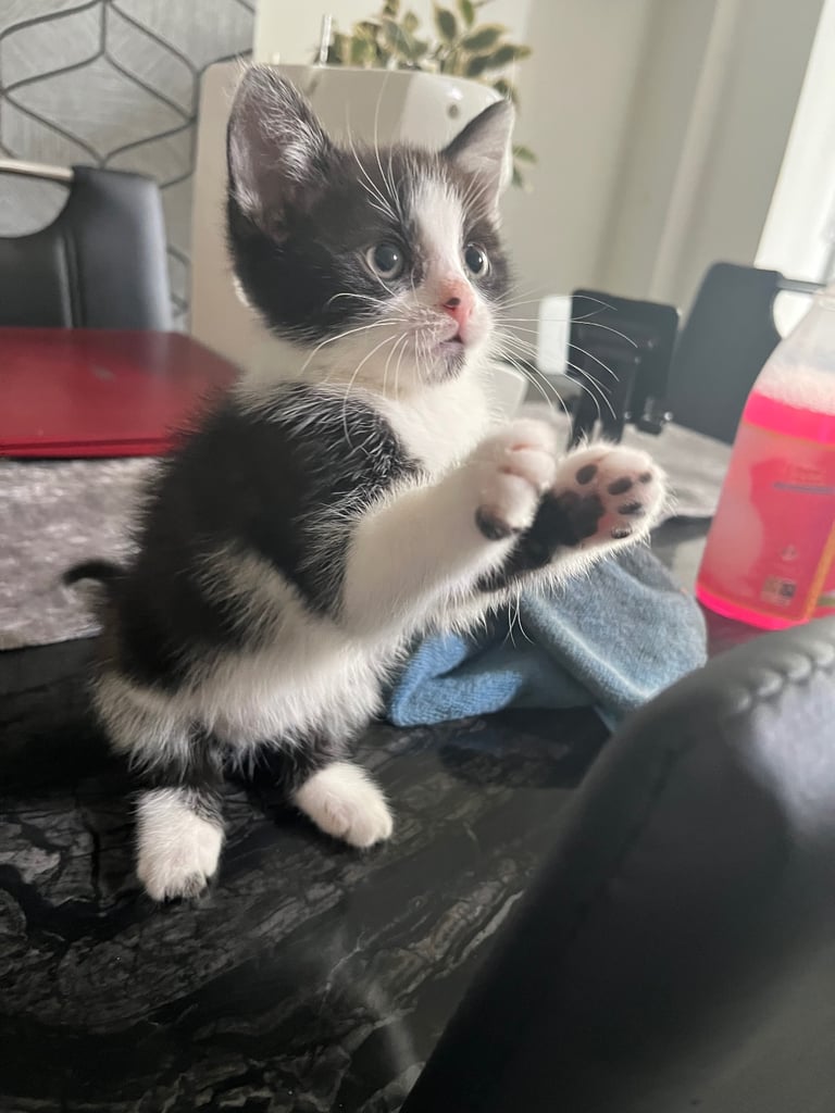 Kittens for sale male and female £50 each