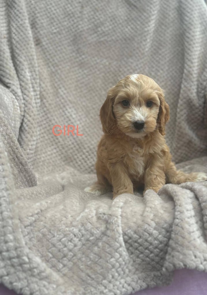 toy cockapoo