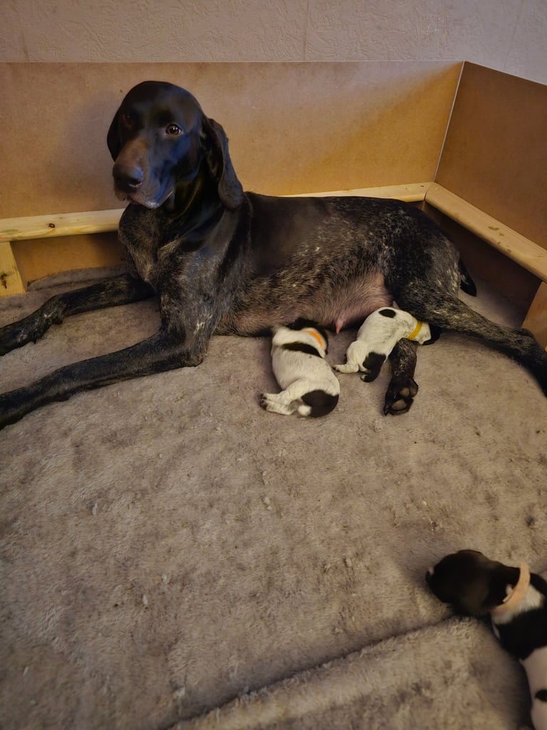 German shorthaired pointer pups