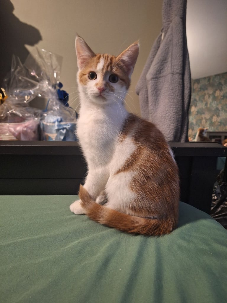 Male Ginger and White Kittens