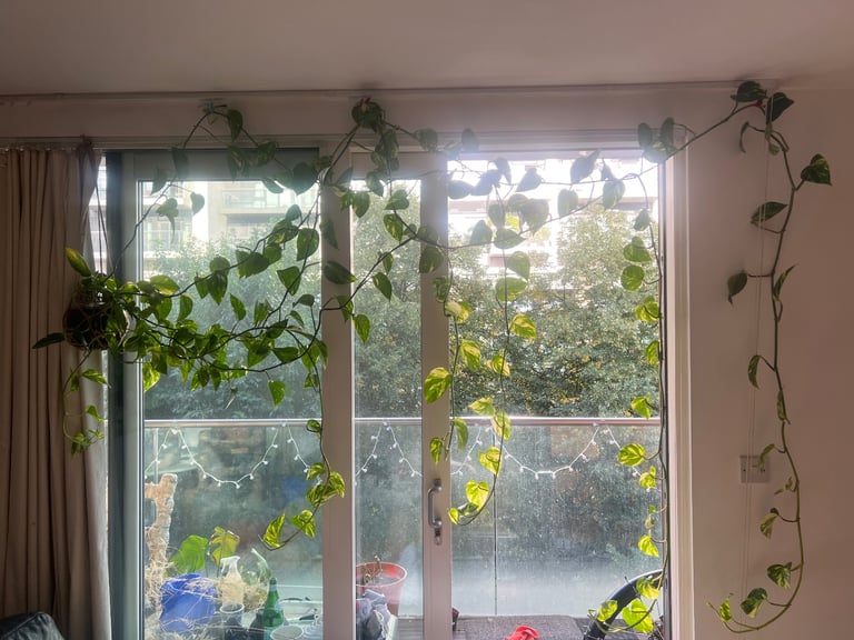 image for Large indoor pot plant Devil's Ivy (Pothos)