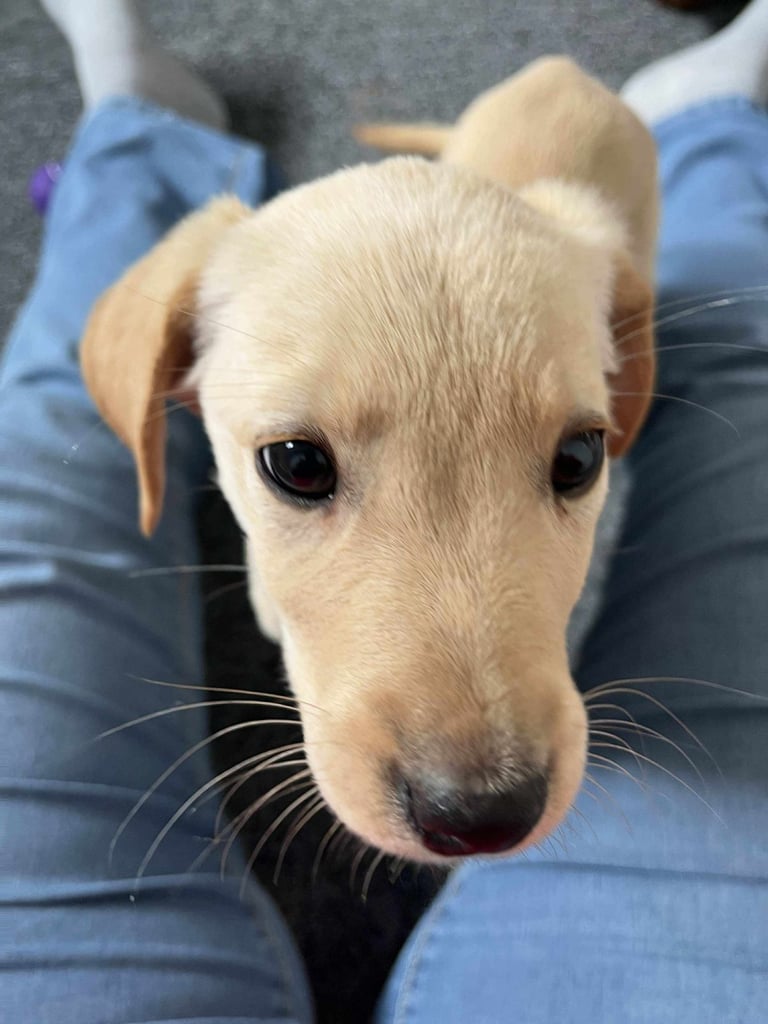 image for Labrador puppy 🐶 
