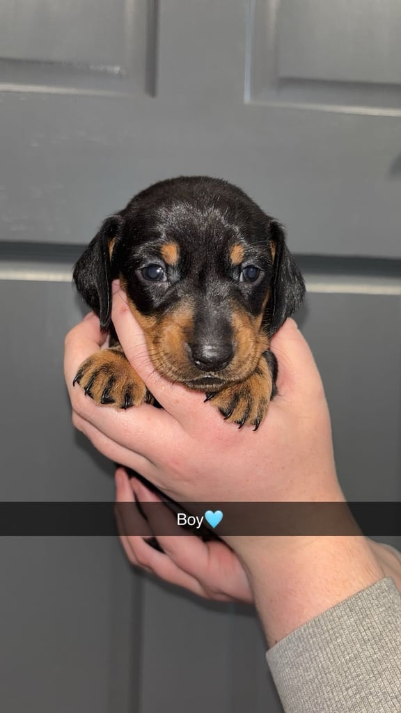 Miniature Dachshund Puppies 