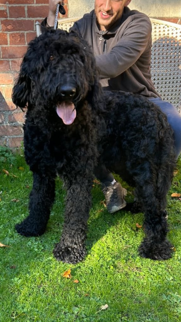 image for Bruno.Wonderful 1 year old Bermedoodle  Seeks New Bestie