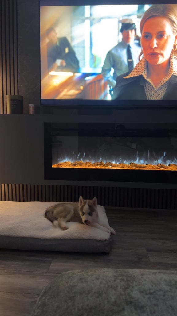 9 week old husky puppy 
