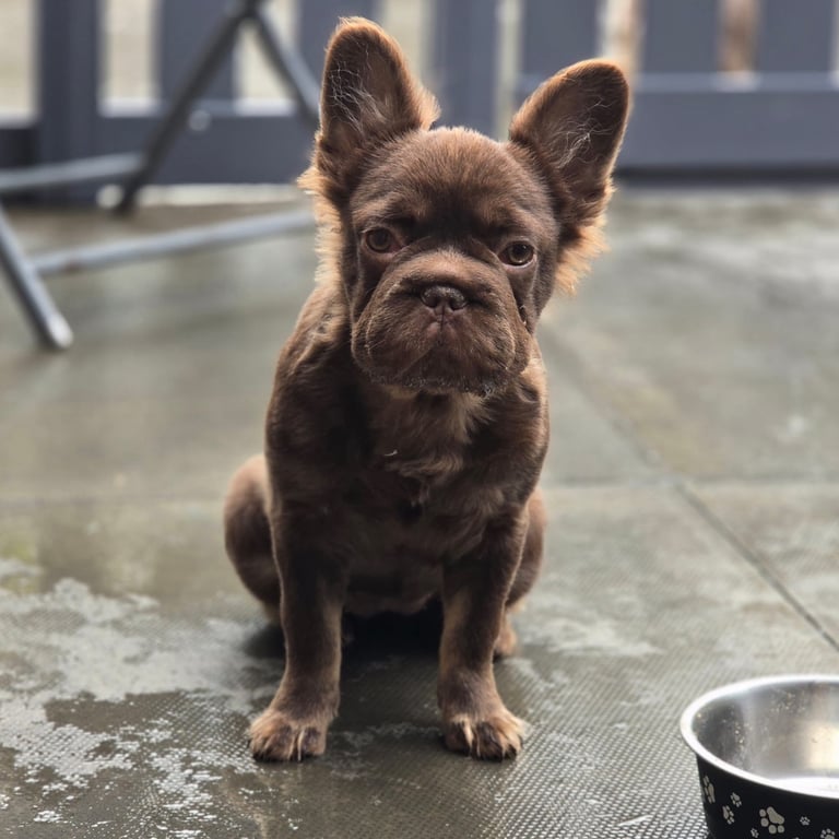 Fluffy Rojo Female French Bulldog Puppy