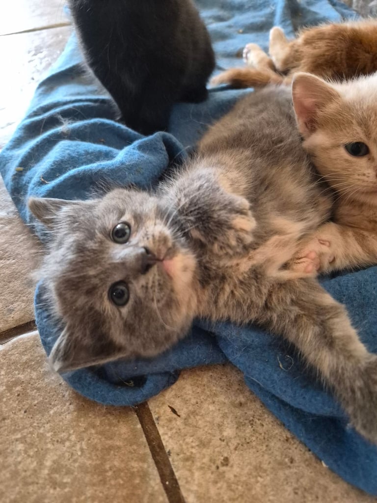 Gorgeous kittens for forever homes