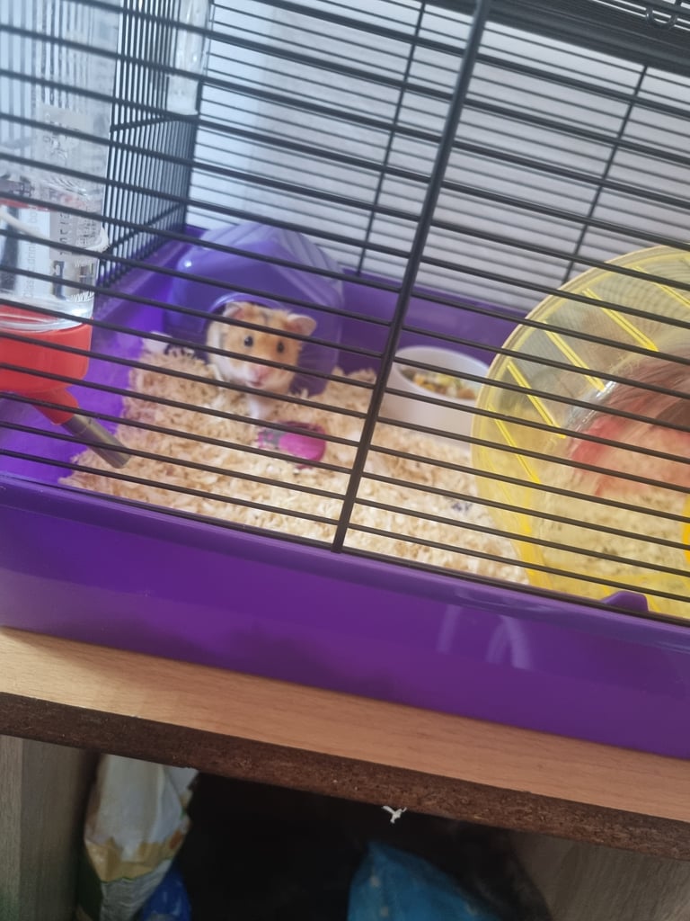 Hamster Coco