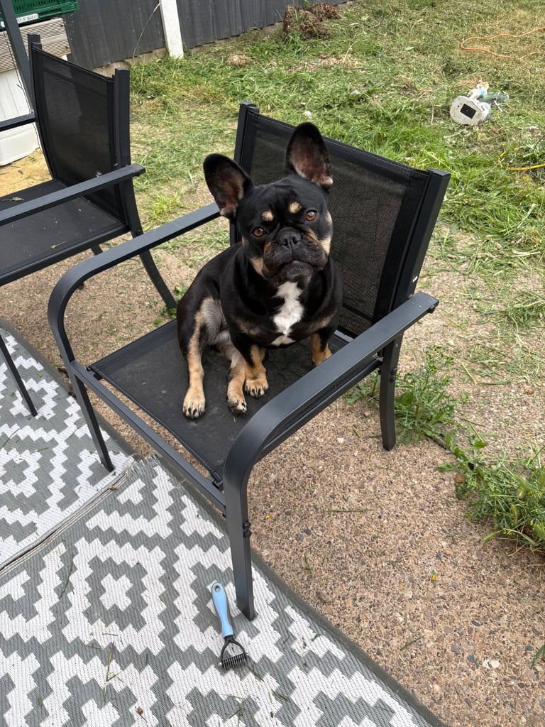 French Bulldog