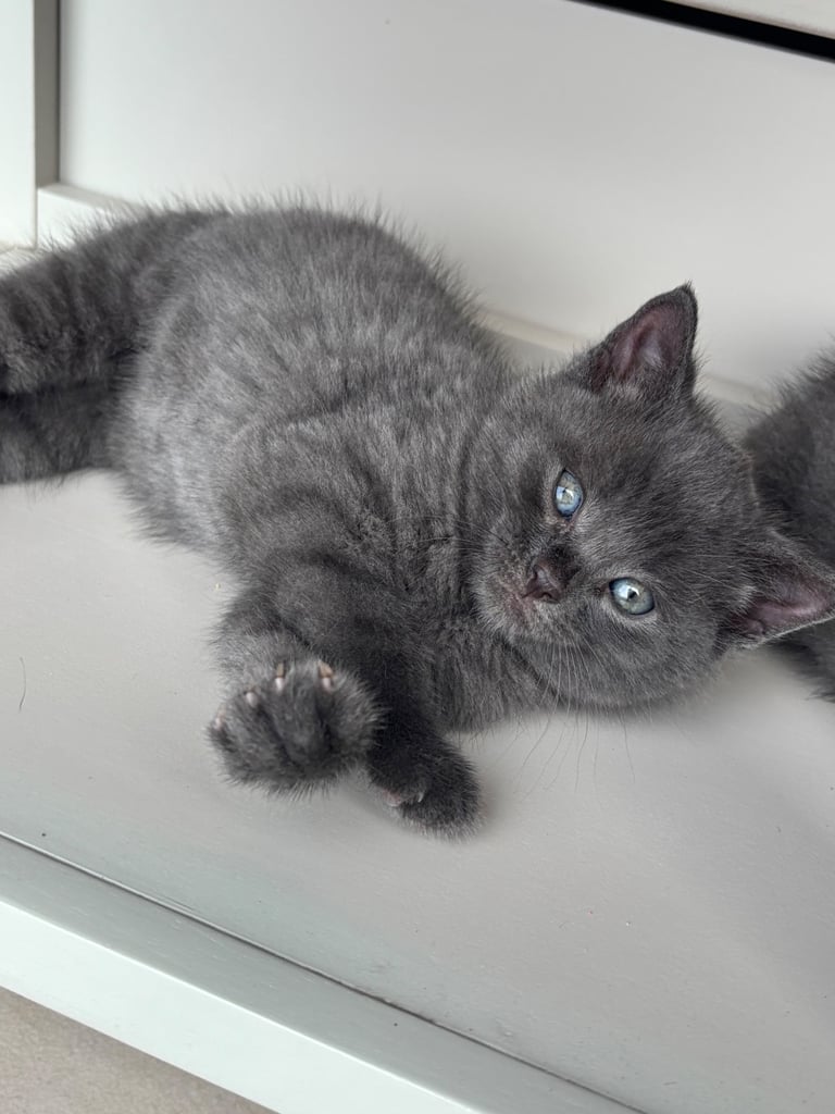Fluffy kittens 