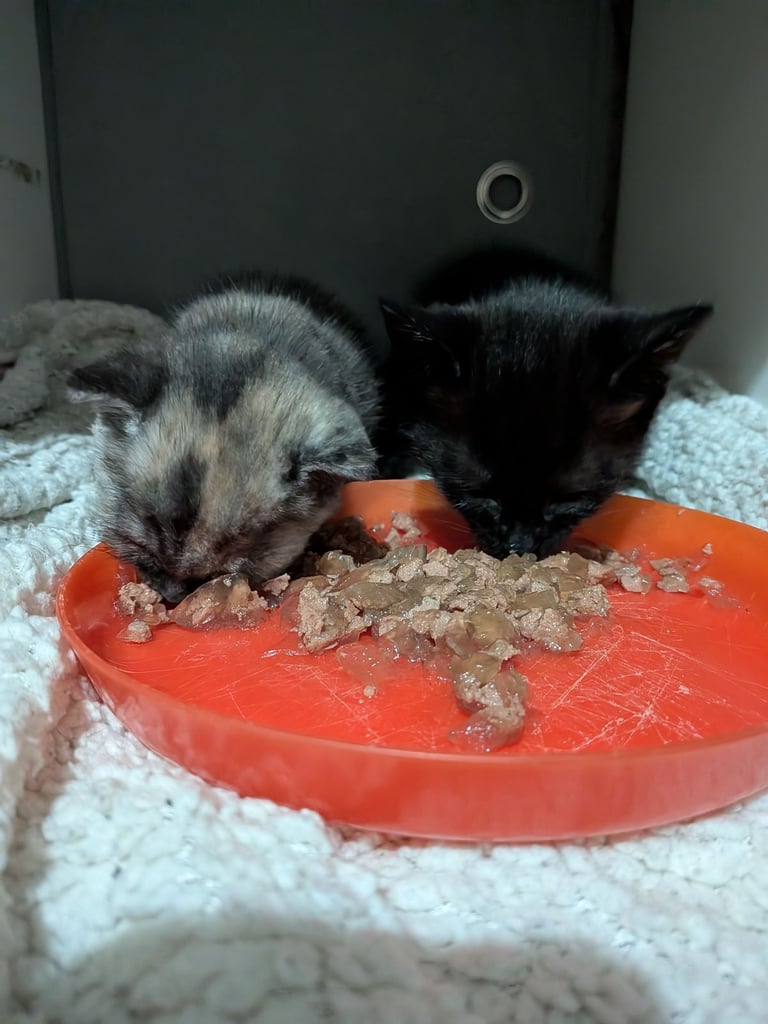 Gorgeous 8 week old kittens