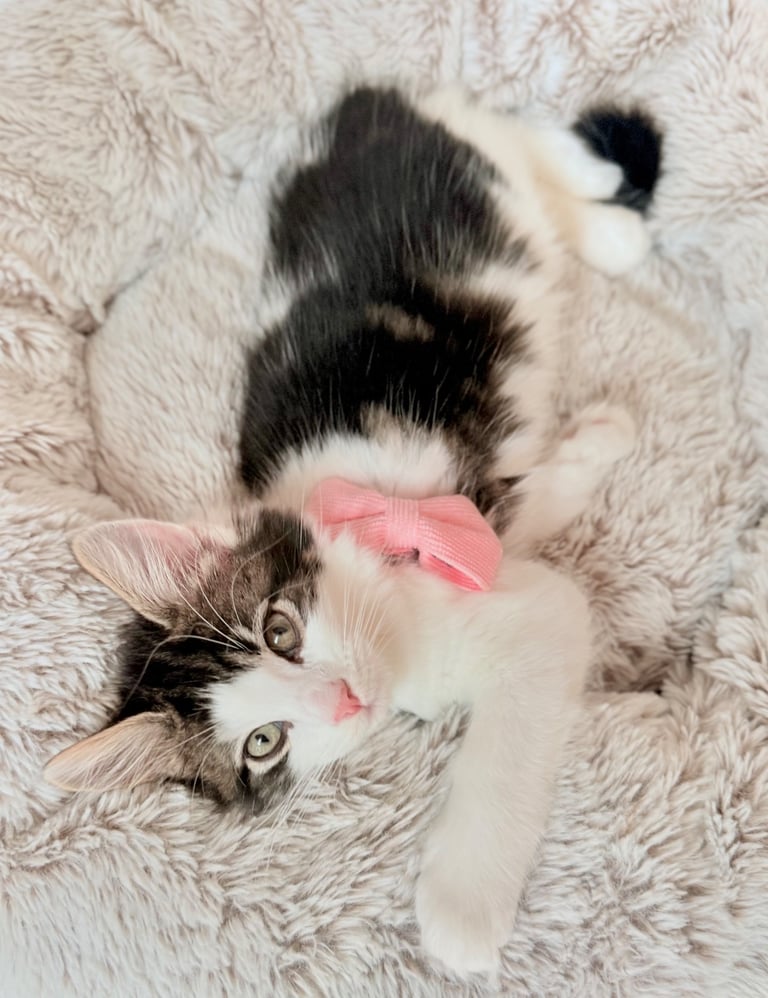Stunning Ragamuffin X Main Coon Kittens