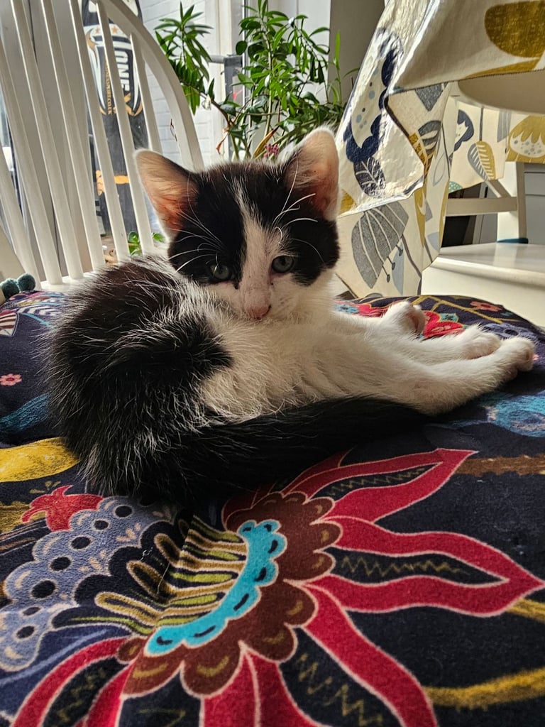 2 kittens left (half ragdoll)