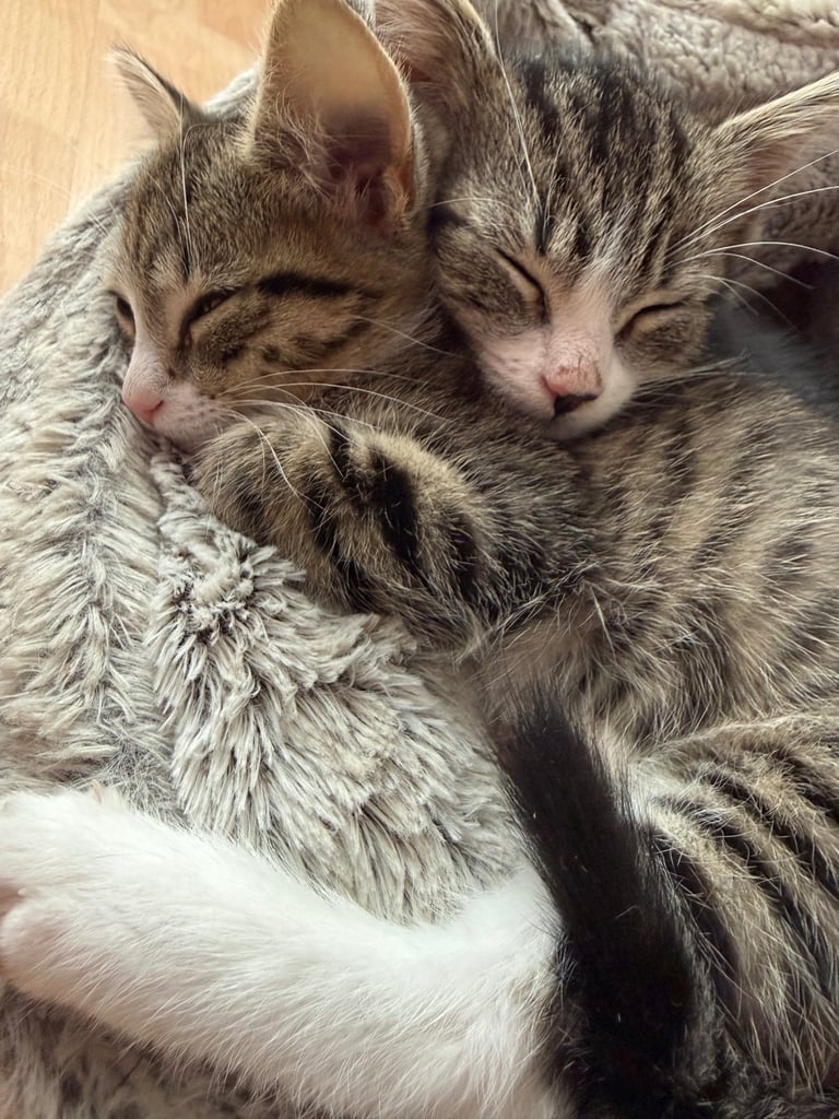 image for 🌸🐾 Two Adorable Kittens Ready for Their Forever Homes! 🐾🌸