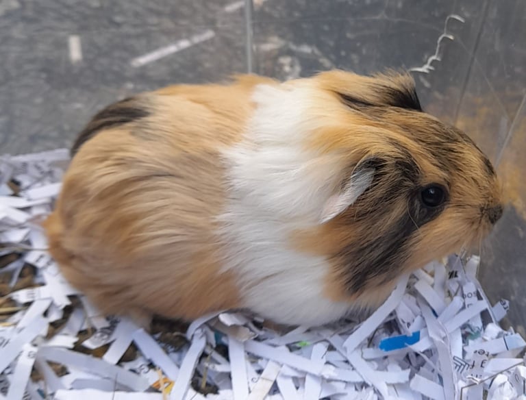 Baby guinea pigs for sale 