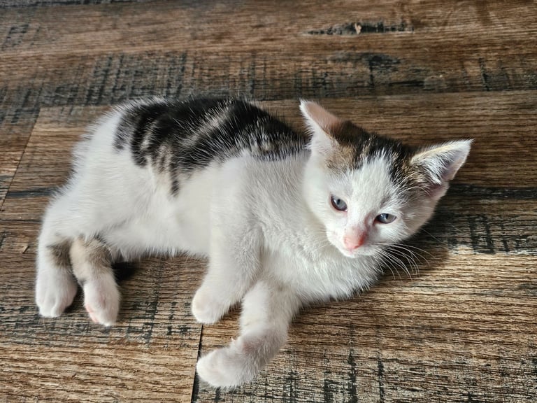 Kittens ready to go now