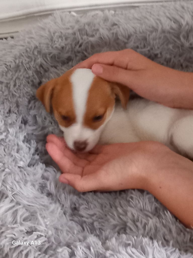 Jack russel cross