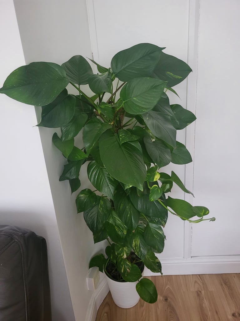 House plant for quick sale