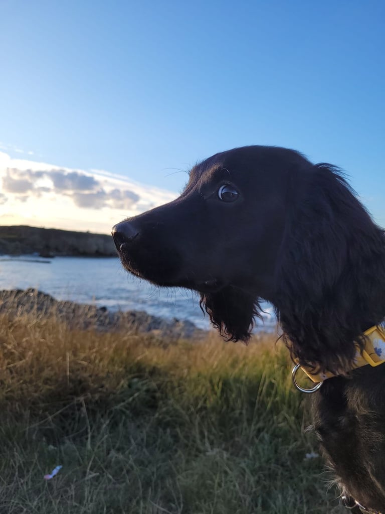 Cocker Spaniel Puppy 