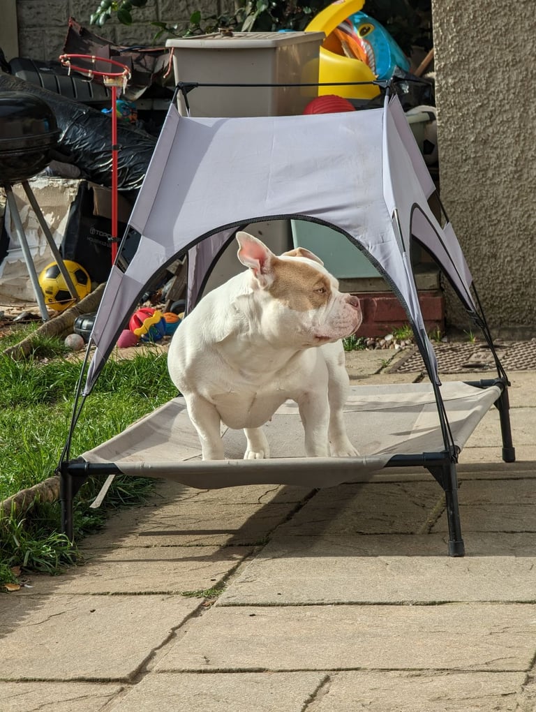 American Pocket ⭐⭐⭐⭐