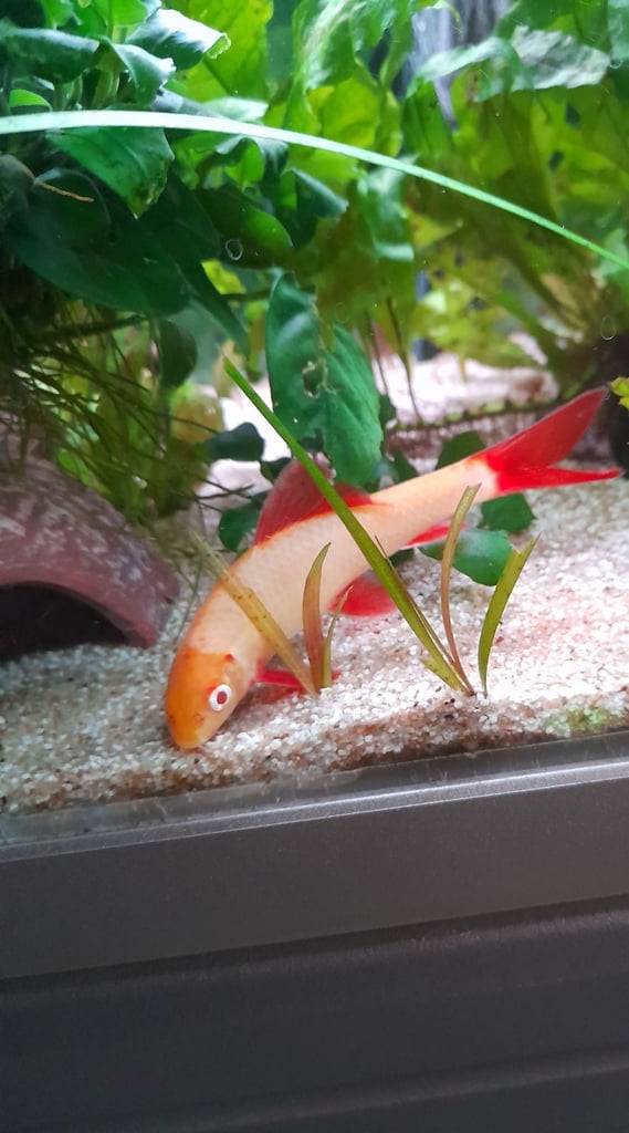 Tropical fish for sale 