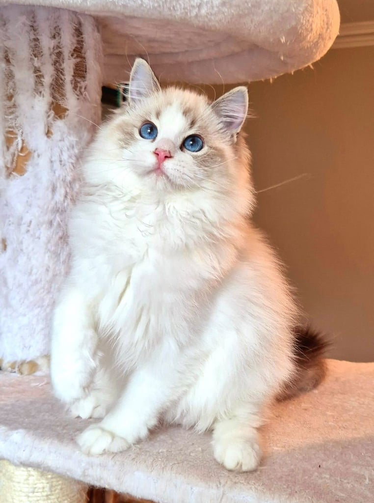 Ragdoll kittens gccf reg