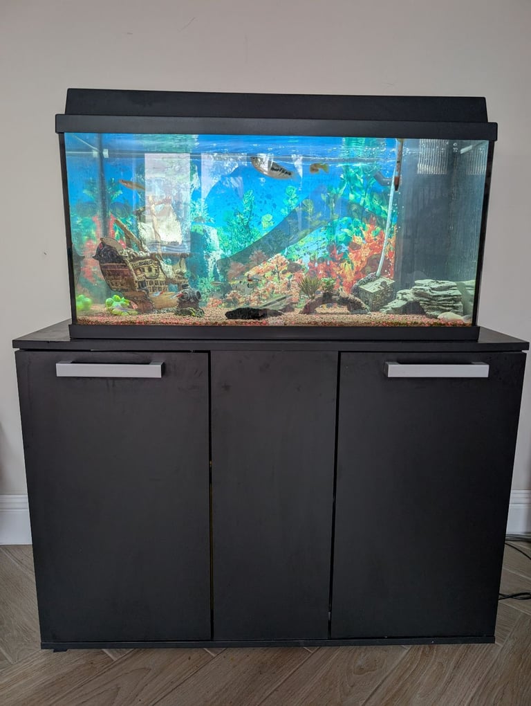 Tropical Fish, Tank, Cabinet and all equipment.
