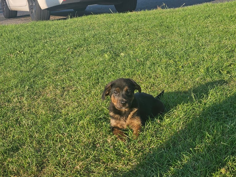 German Shepherd/Cane Corso 
