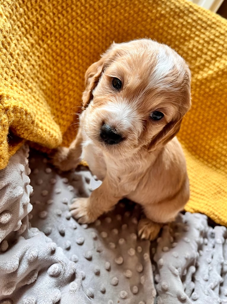 Cocker Spaniel pups 🐶 Looking for Forever Homes🐶