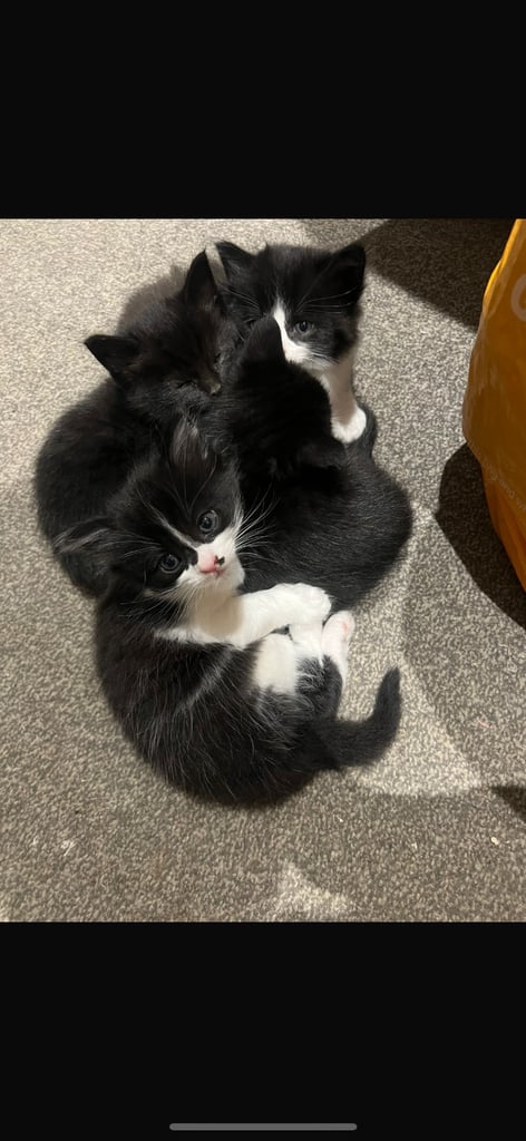 Kittens 12 Weeks Ready to Go