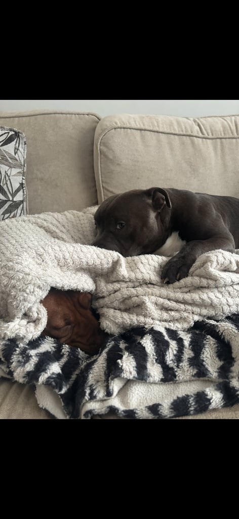 Beautiful Staffy Puppies for sale 