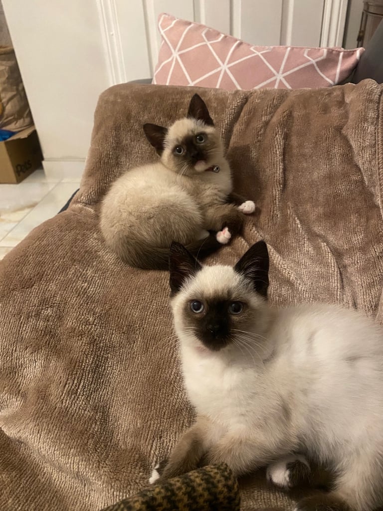 Kittens 