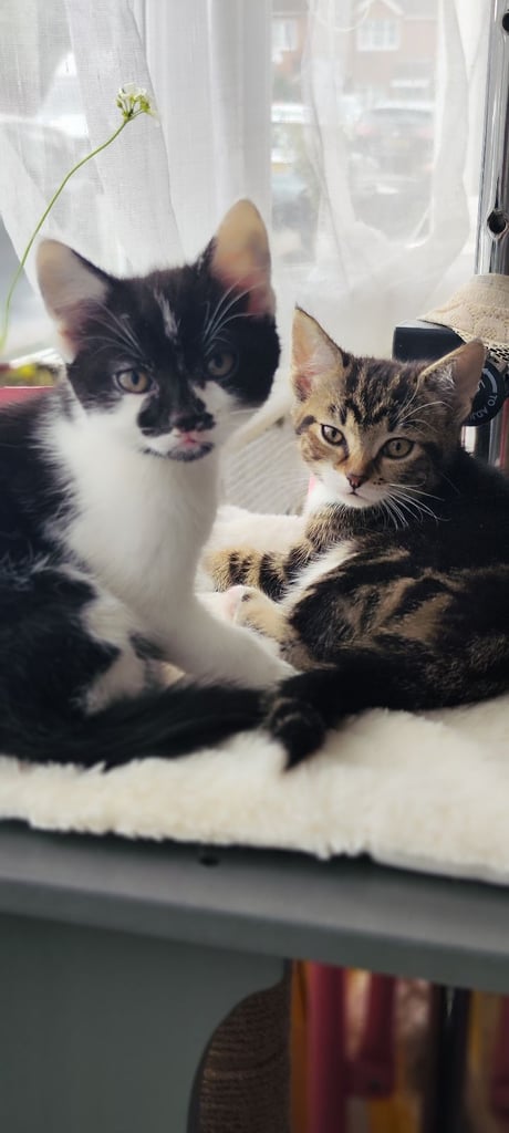 3 kittens ready to go on two weeks 