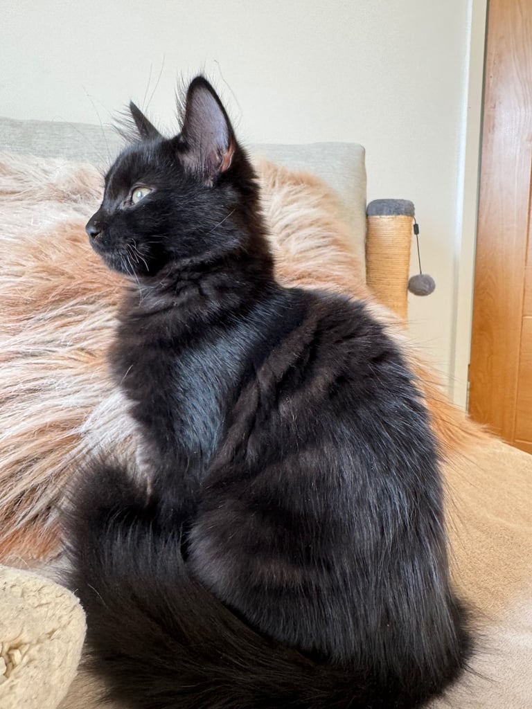 Affectionate, black Siberian-mix  11 months kitten