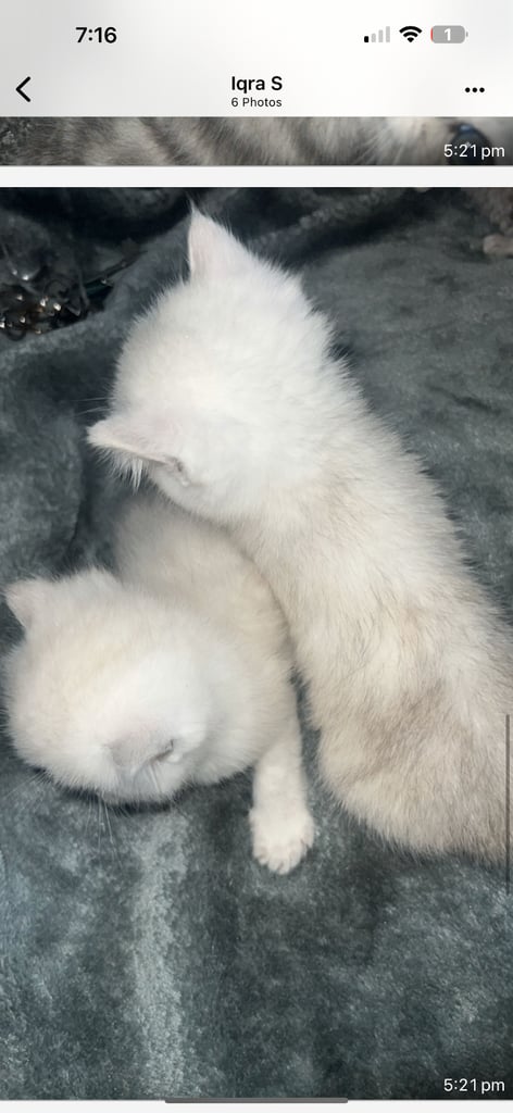 Silver tip scottish straight persian silvertip mix breed 