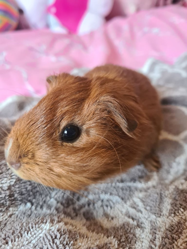 image for Guinea pigs